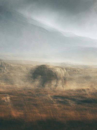Misty Elephant Landscape Print.