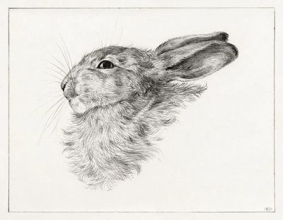 Head rabbit (1821) drawing high.