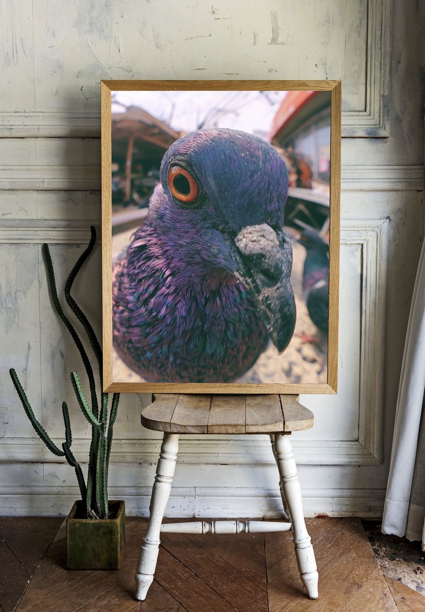 Pigeon Close-Up Photography Poster. room preview