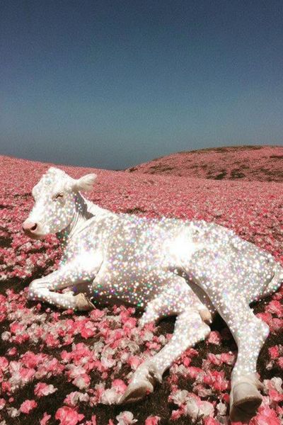 Sparkling Cow in Flower Field Print.