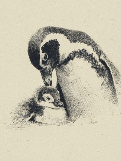 Penguin Parent and Chick Ink Print.