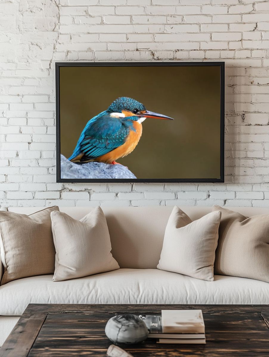 Common kingfisher Japan. room preview