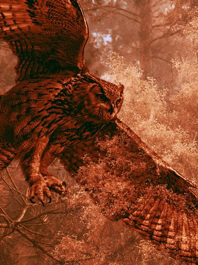 Flying Owl Forest Poster.