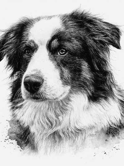 Border Collie Portrait Print.