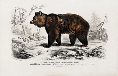 Brown Bear (Ursus Arctos) illustrated.