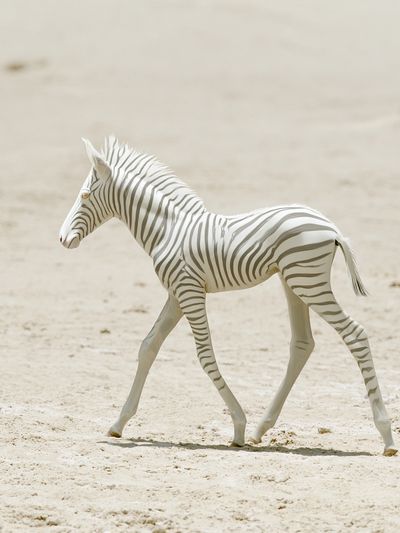 White Zebra Foal Photography Poster.