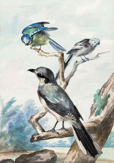 Three birds: Long-tailed Tit, Blue.