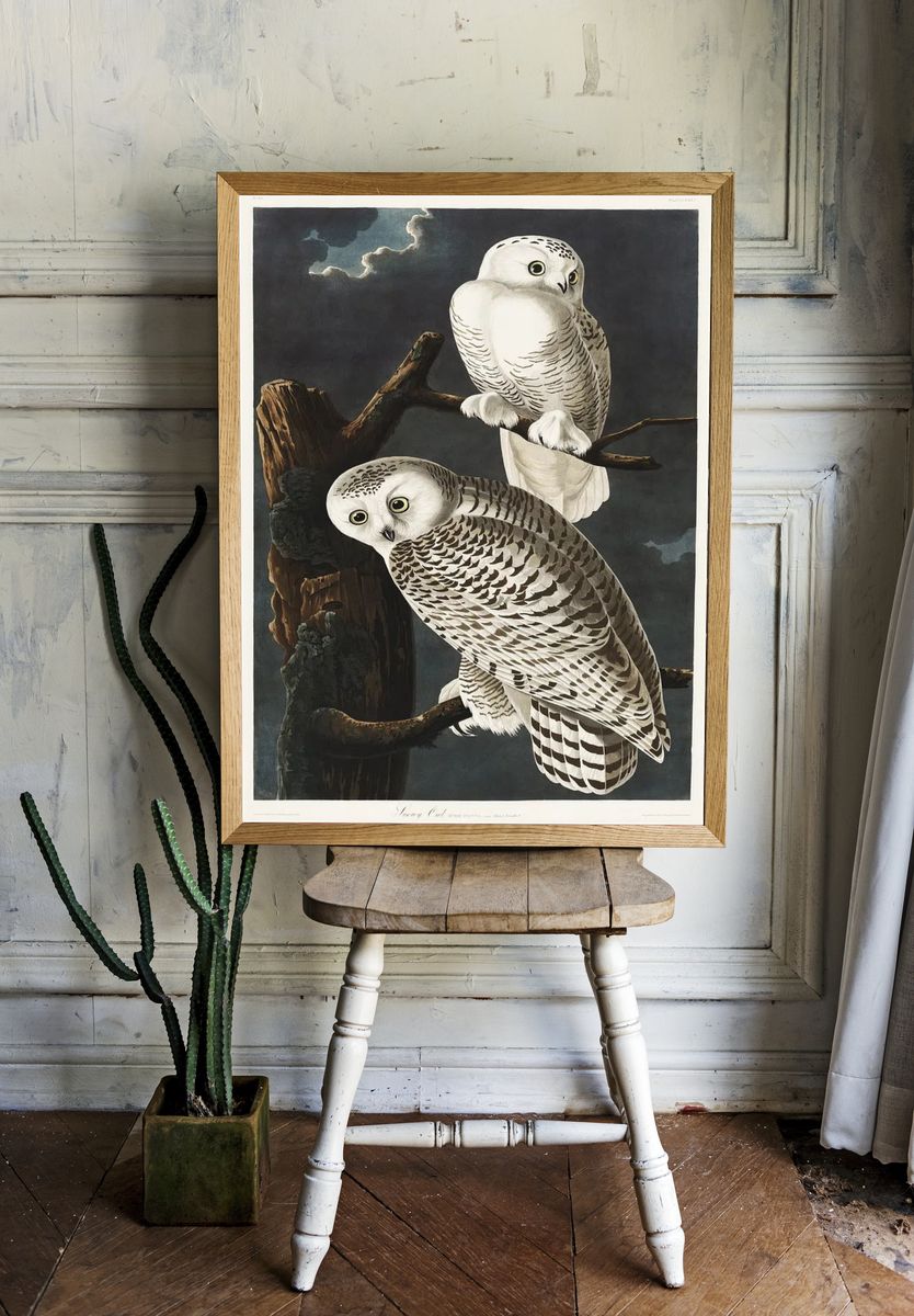 Snowy Owl Birds America (1827). room preview