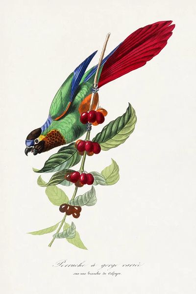 Parakeet bird painting.