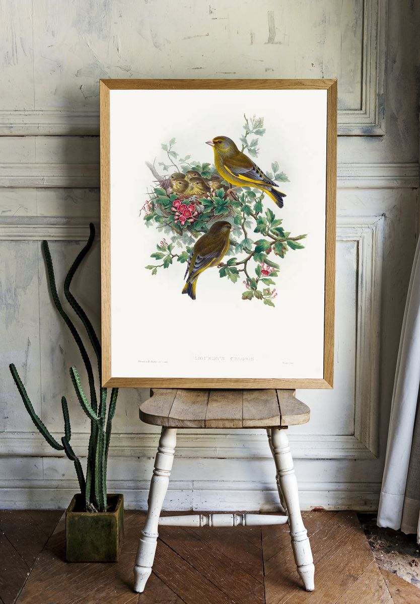 Ligurinus chloris; Greenfinch (1804–1902) print. room preview