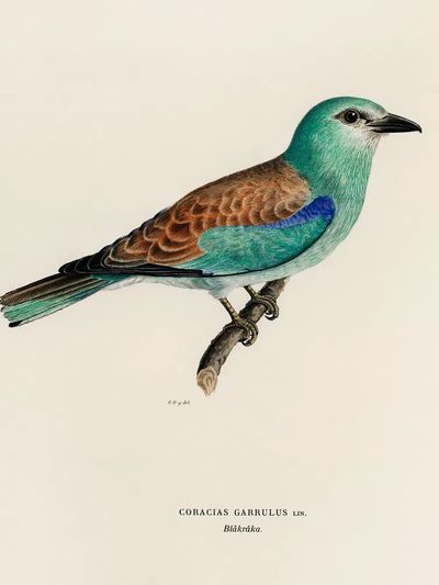 Coracias Garrulus Lin (European Roller).