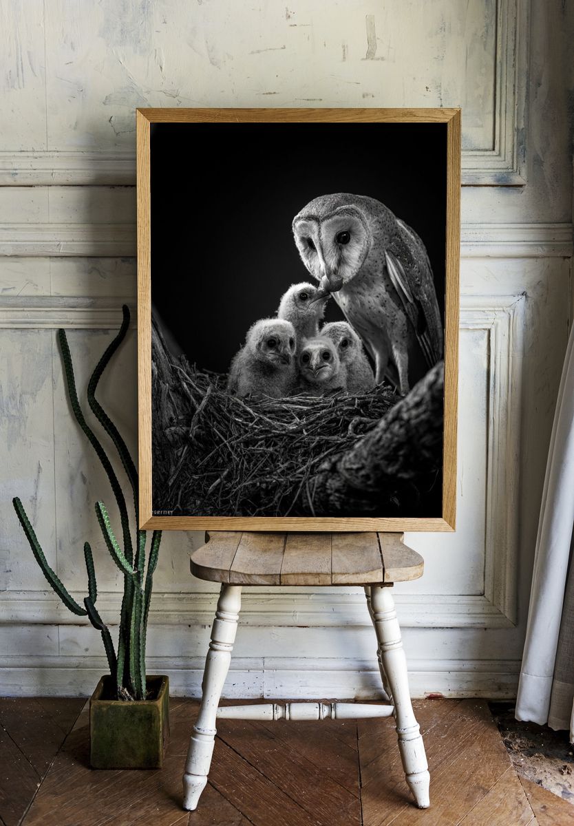 Barn Owl Family Black-White Poster. room preview