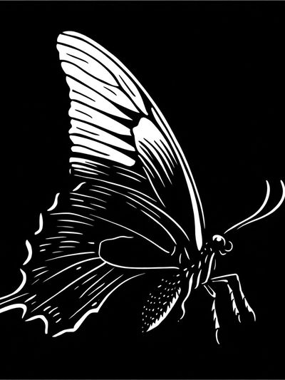 Monochrome Butterfly Line Art Poster.