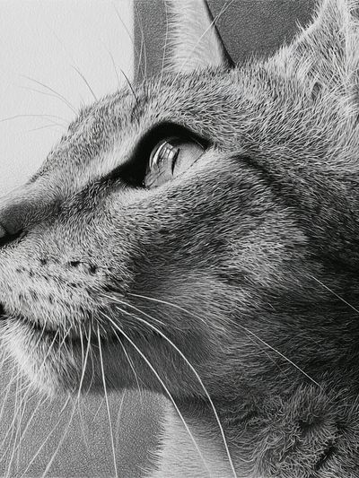 Cat Portrait Black-White Print.
