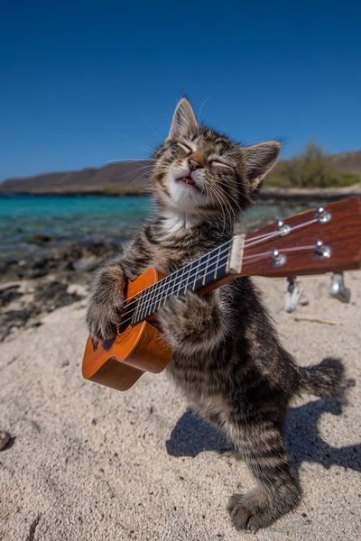 Ukulele Cat Beach Photography Poster.