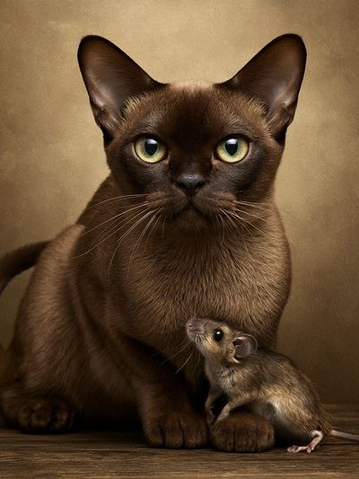 Siamese Cat and Mouse Portrait Poster.