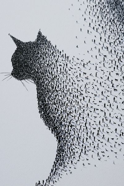 Cat Silhouette Crowd Art Print.