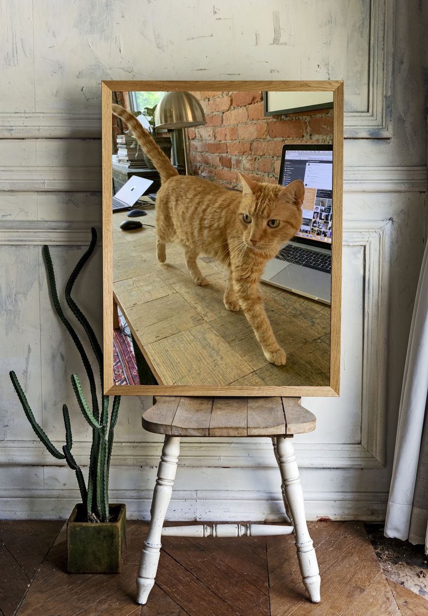 Orange Tabby on Desk Photography Poster. room preview