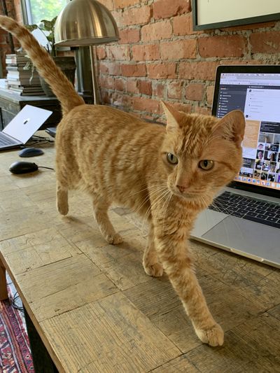 Orange Tabby on Desk Photography Poster.