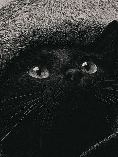 Black Cat Portrait Poster.