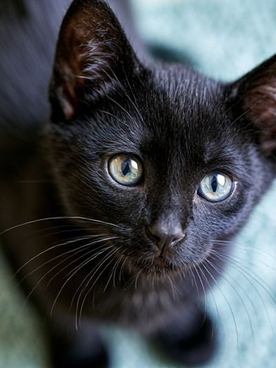 Black Kitten Portrait Photography Poster.