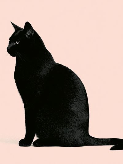 Black Cat Silhouette Poster.