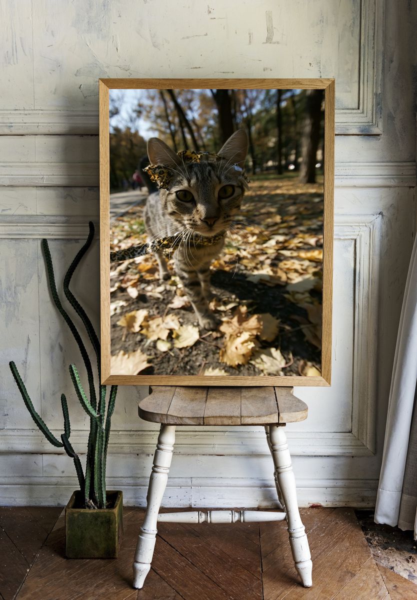 Curious Tabby Cat Photography Poster. room preview