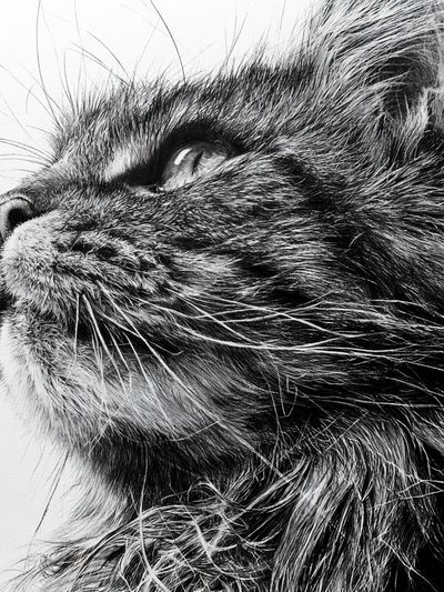 Black Cat Portrait Print.