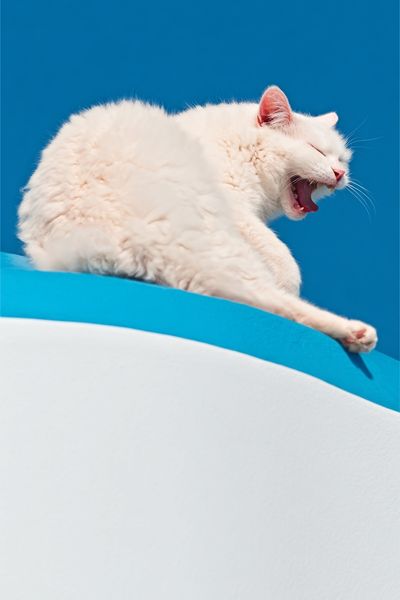 Yawning White Cat Photography Poster.