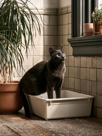 Black Cat in Sunlit Room Poster.