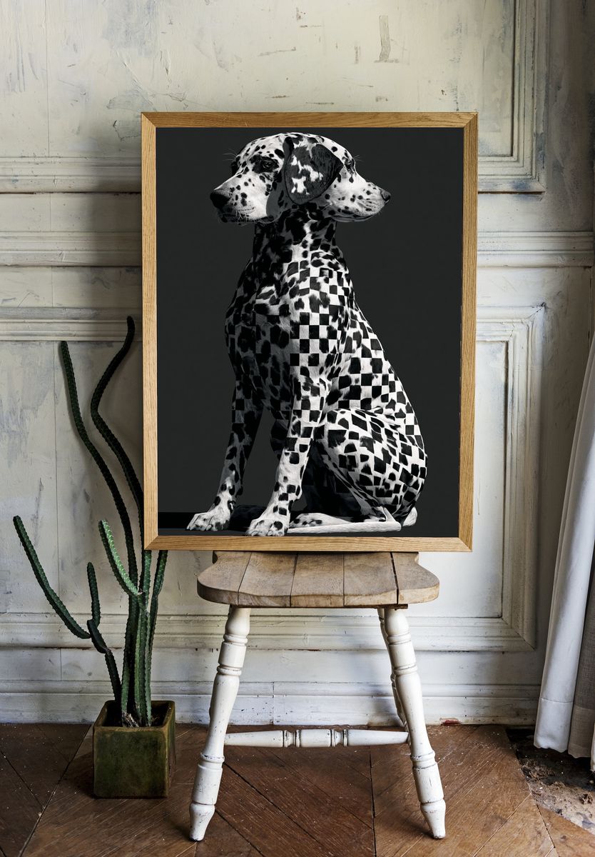 Dalmatian Checkerboard Photography Poster. room preview