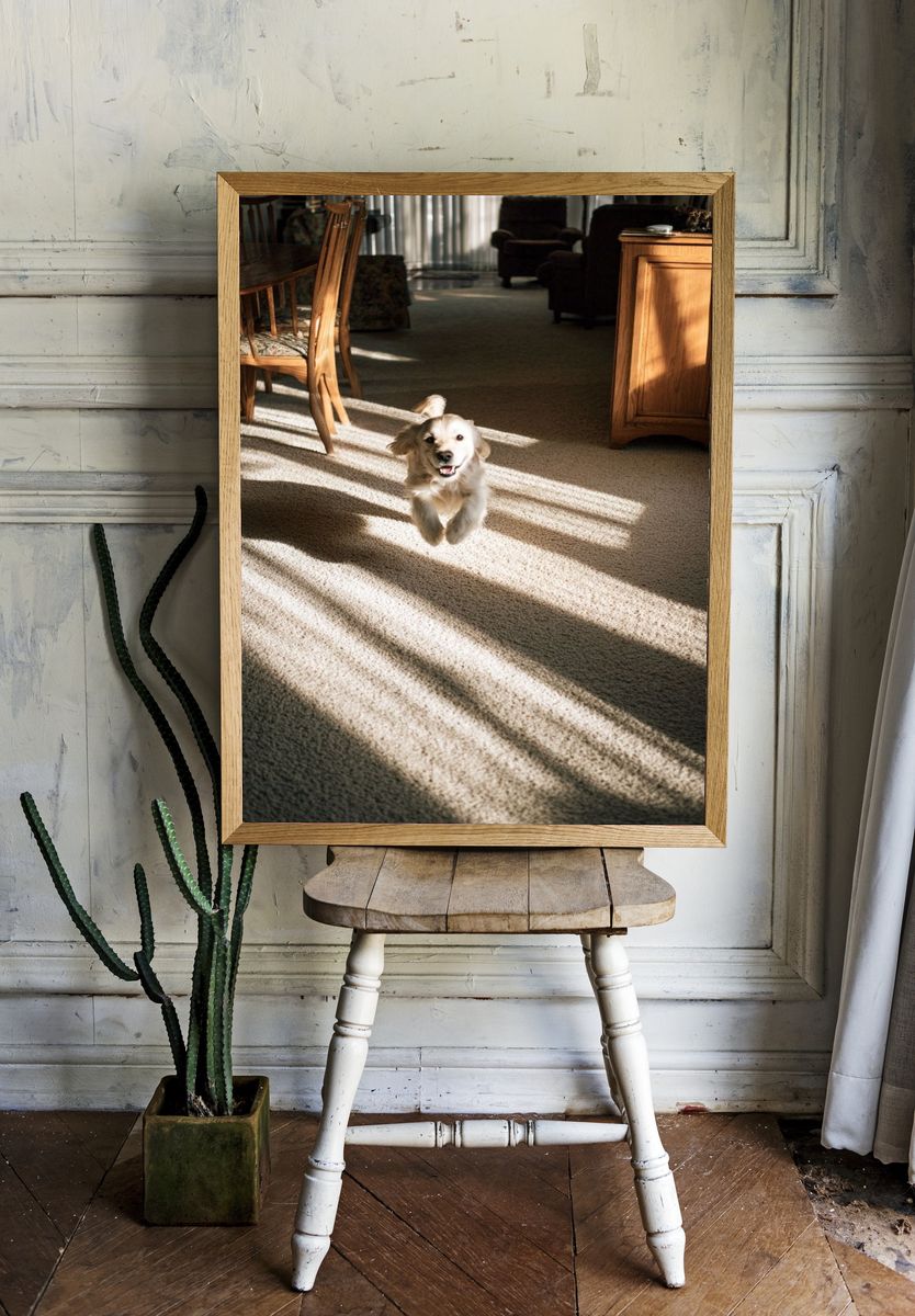 Golden Retriever in Sunlit Room Poster. room preview