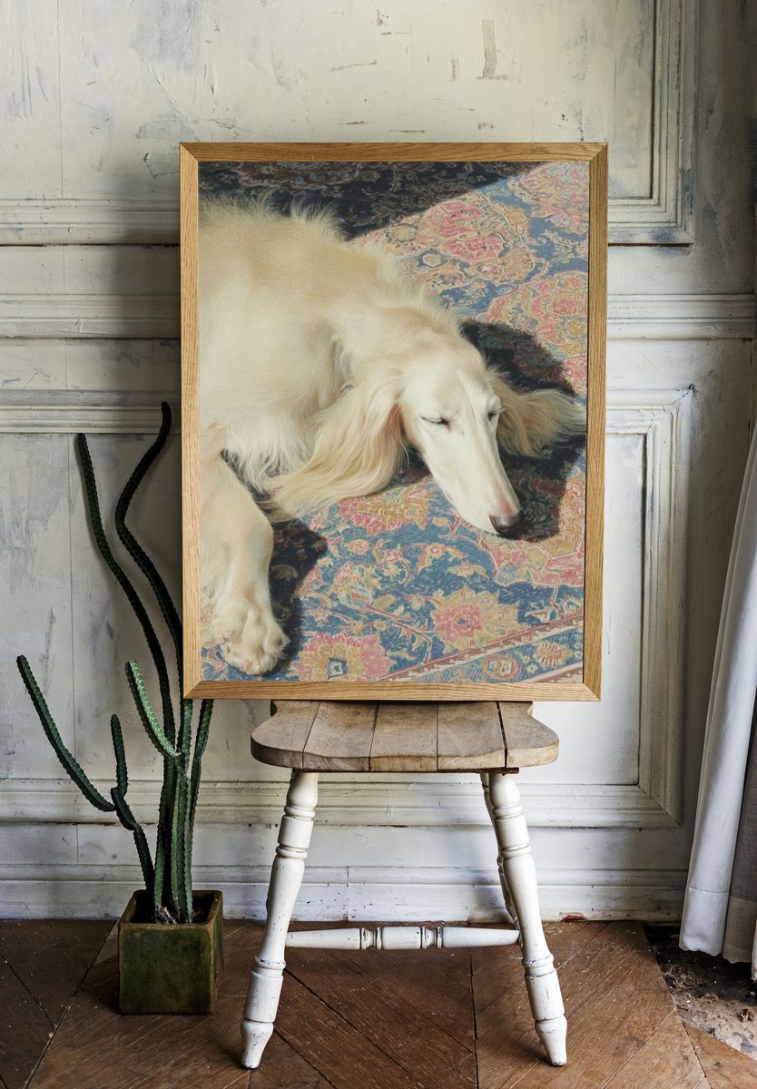 Sleeping White Dog Photography Poster. room preview