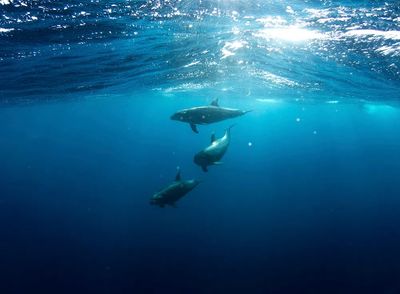 Sharks underwater.