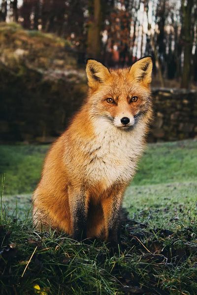Brown fox sitting grass field.