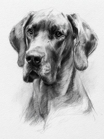 Great Dane Sketch Poster.