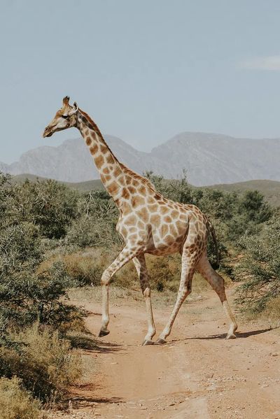 Giraffe.