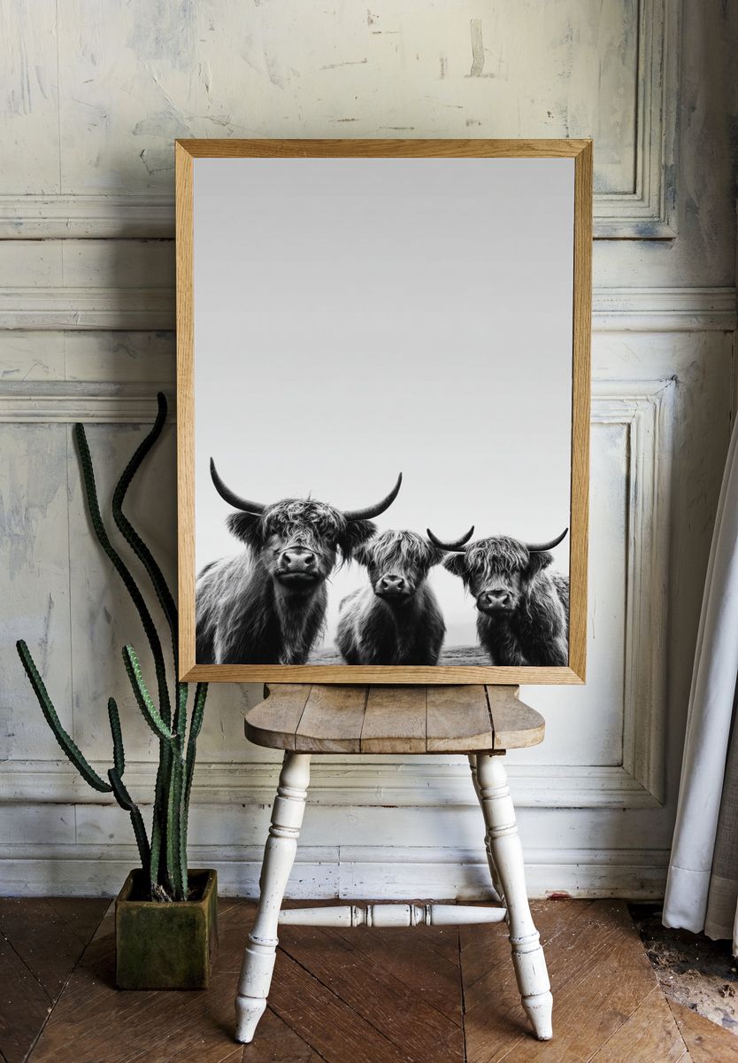 Highland Cattle Portrait Print. room preview