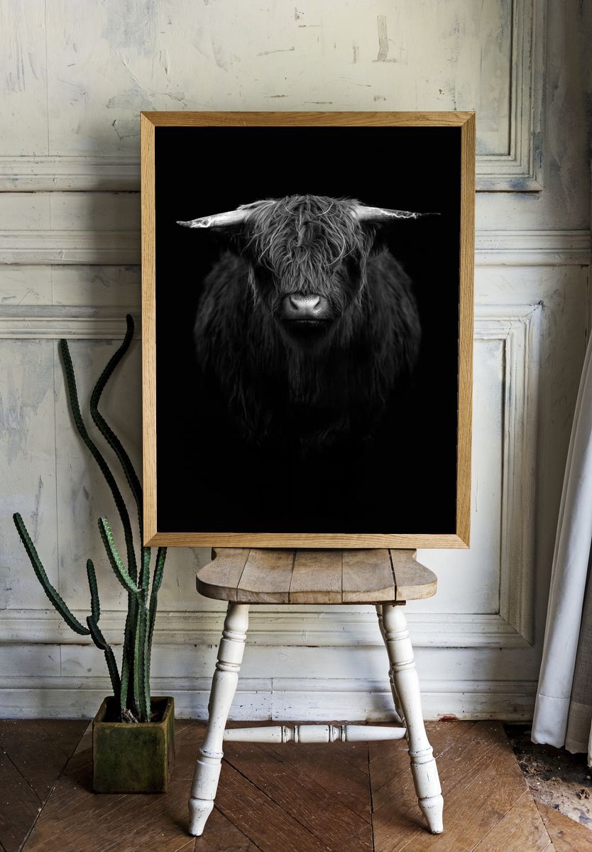 Highland calf black white. room preview