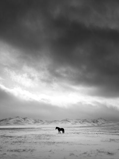 Solitary Horse in Snowy Landscape Poster.