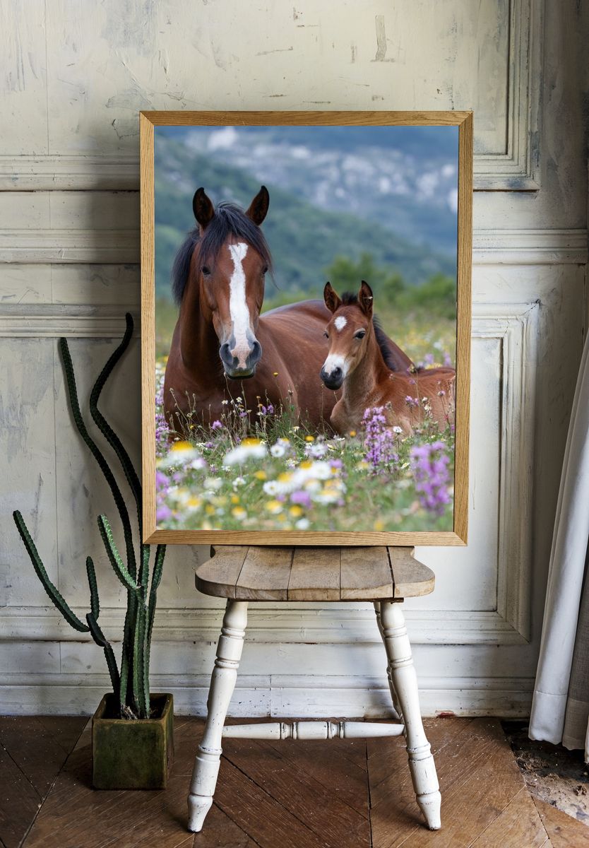 Horse and Foal Meadow Photography Poster. room preview