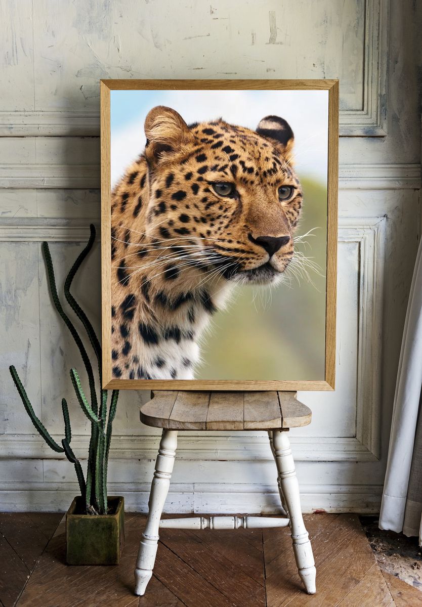 Leopard. room preview