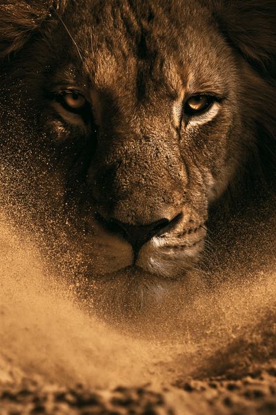 Lion Portrait Photography Poster.