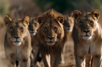 Lion Pride Wildlife Photography Poster.