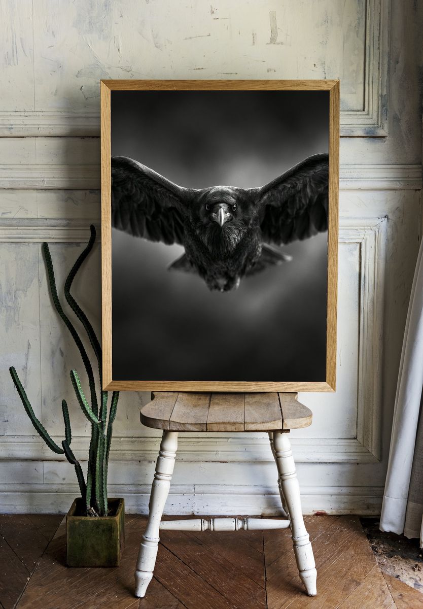 Raven in Flight Photography Poster. room preview