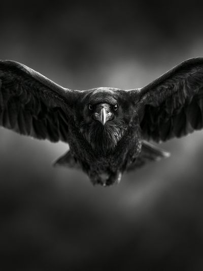 Raven in Flight Photography Poster.