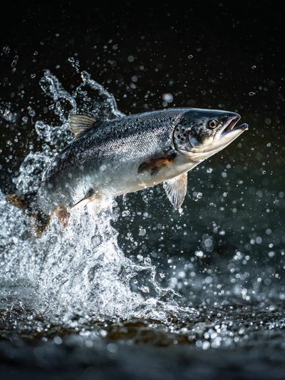 Leaping Salmon Photography Poster.