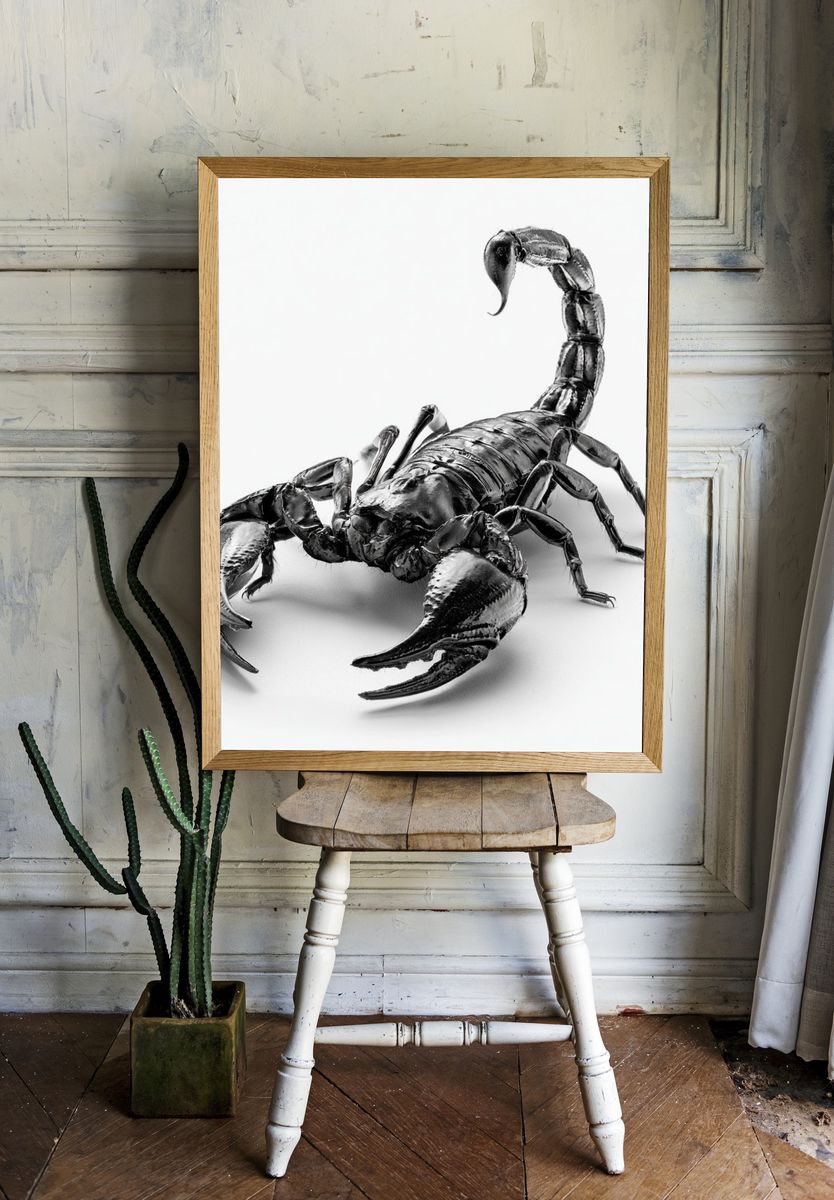 Black Scorpion Photography Poster. room preview