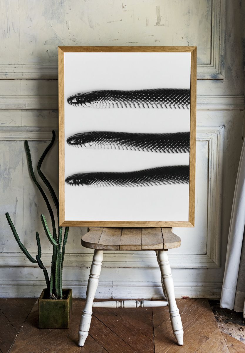 Black Snake Trio Photography Poster. room preview