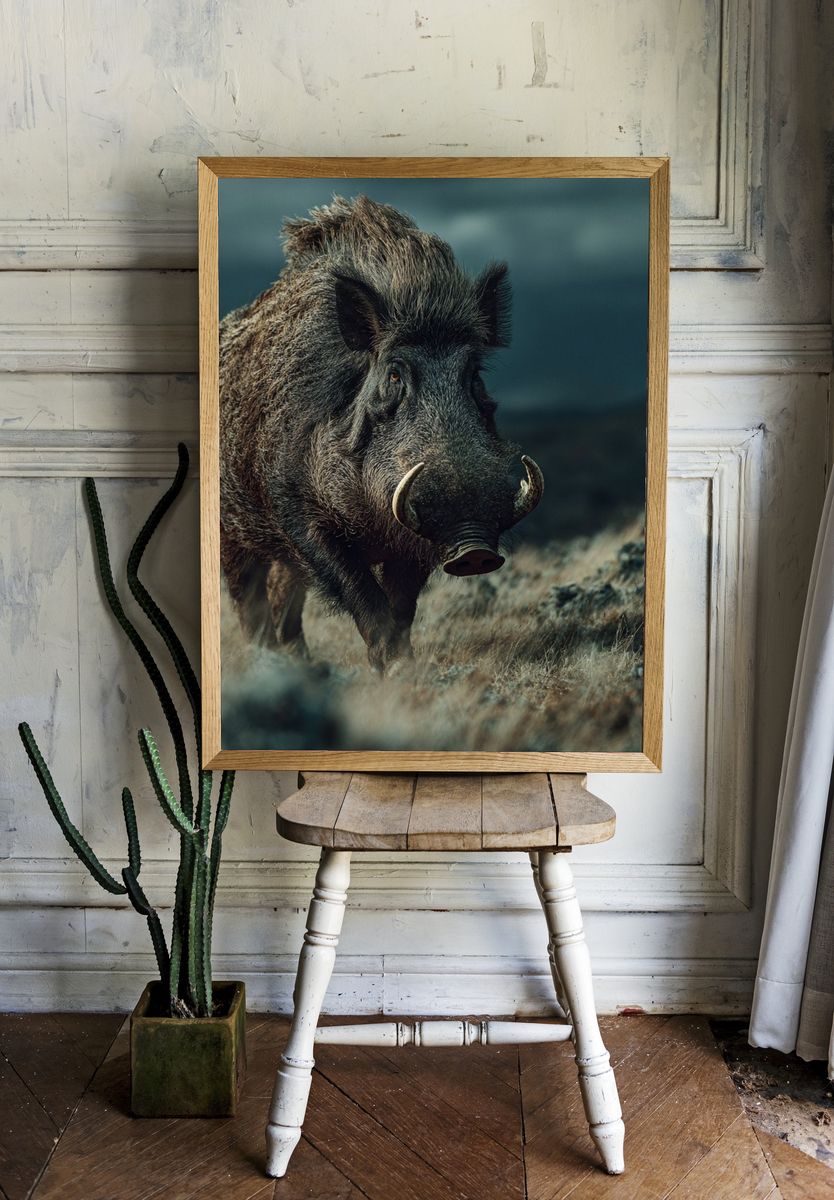 Wild Boar Portrait Photography Poster. room preview